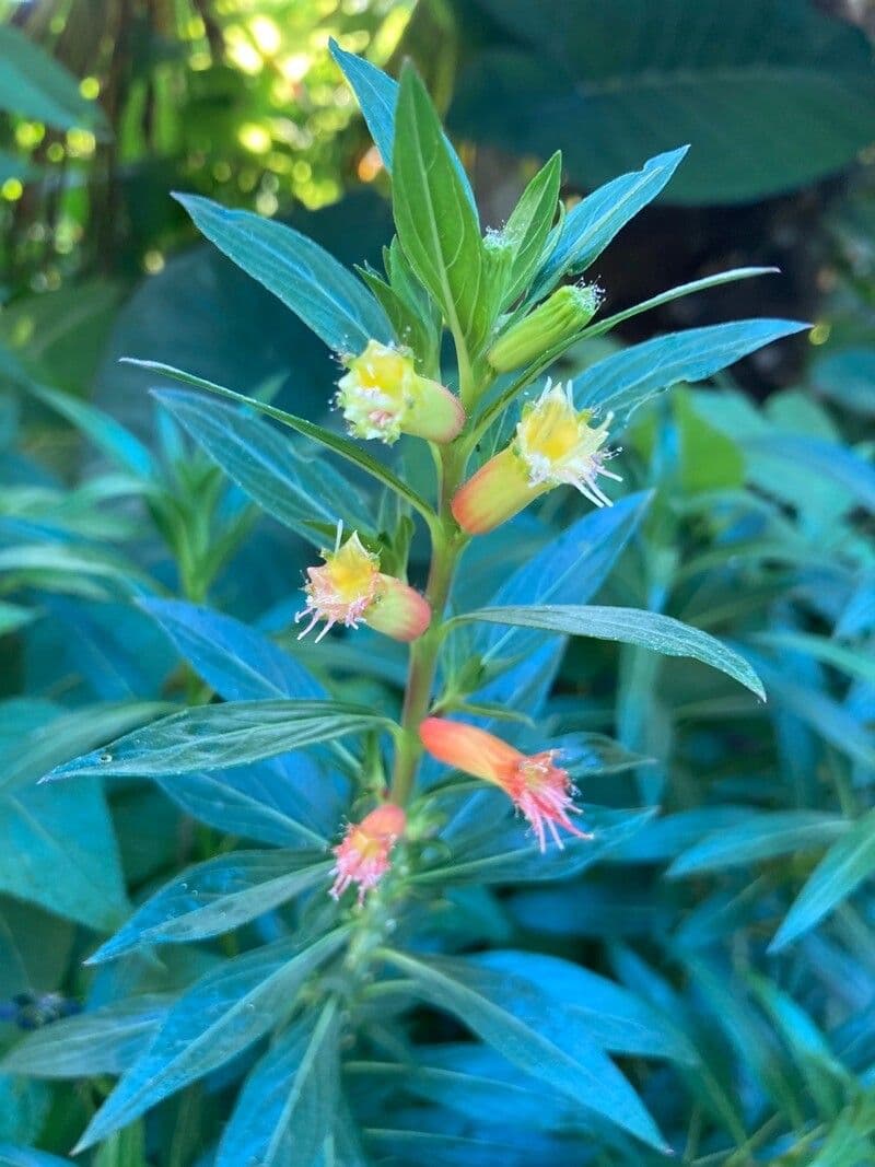 Cuphea 2