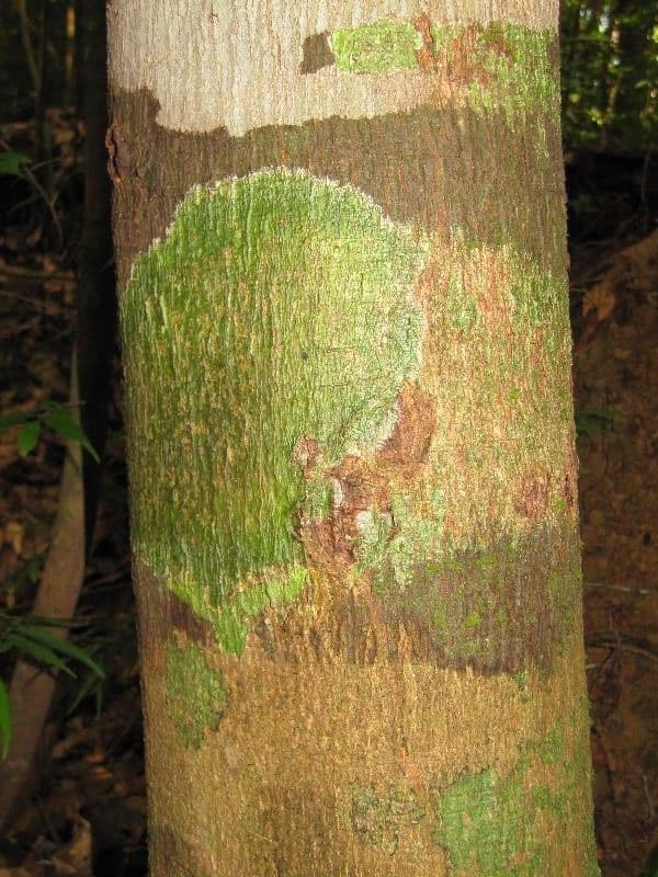 Spruce Cashew 9