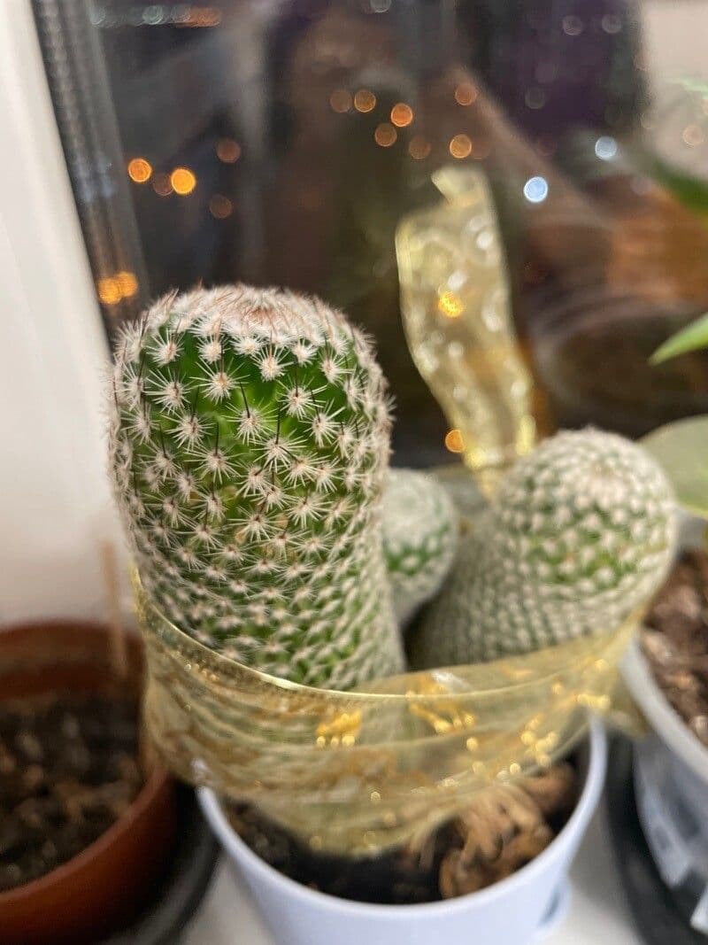 Mammillaria di Matuda 7