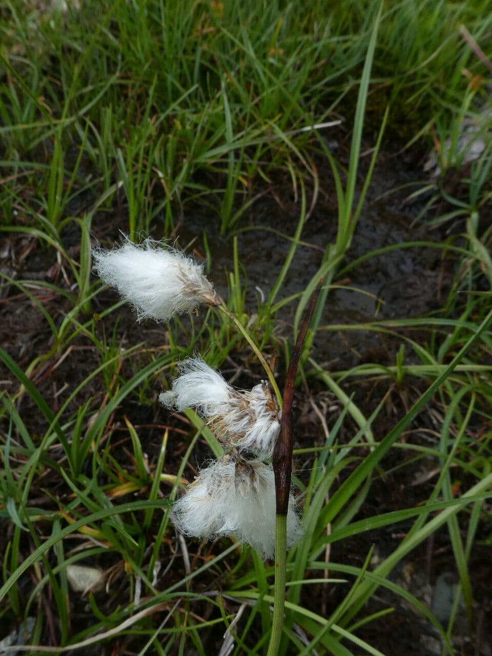 Schmalblättriges Wollgras 24