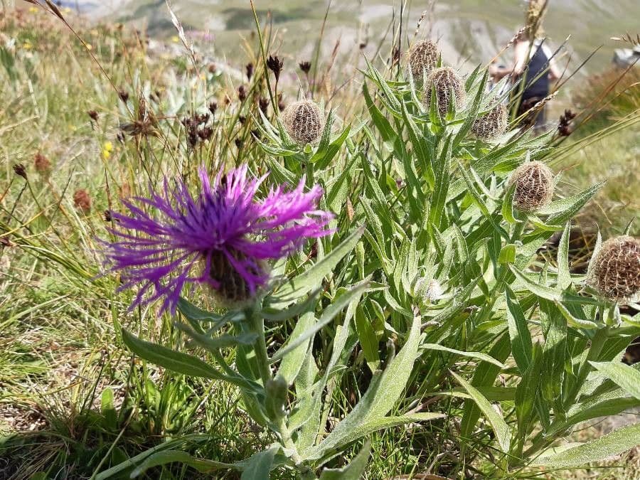 Einköpfige Flockenblume 7