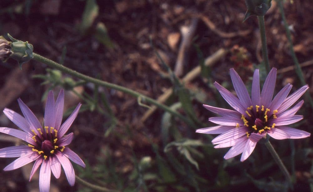 Catananche a ciuffi 4