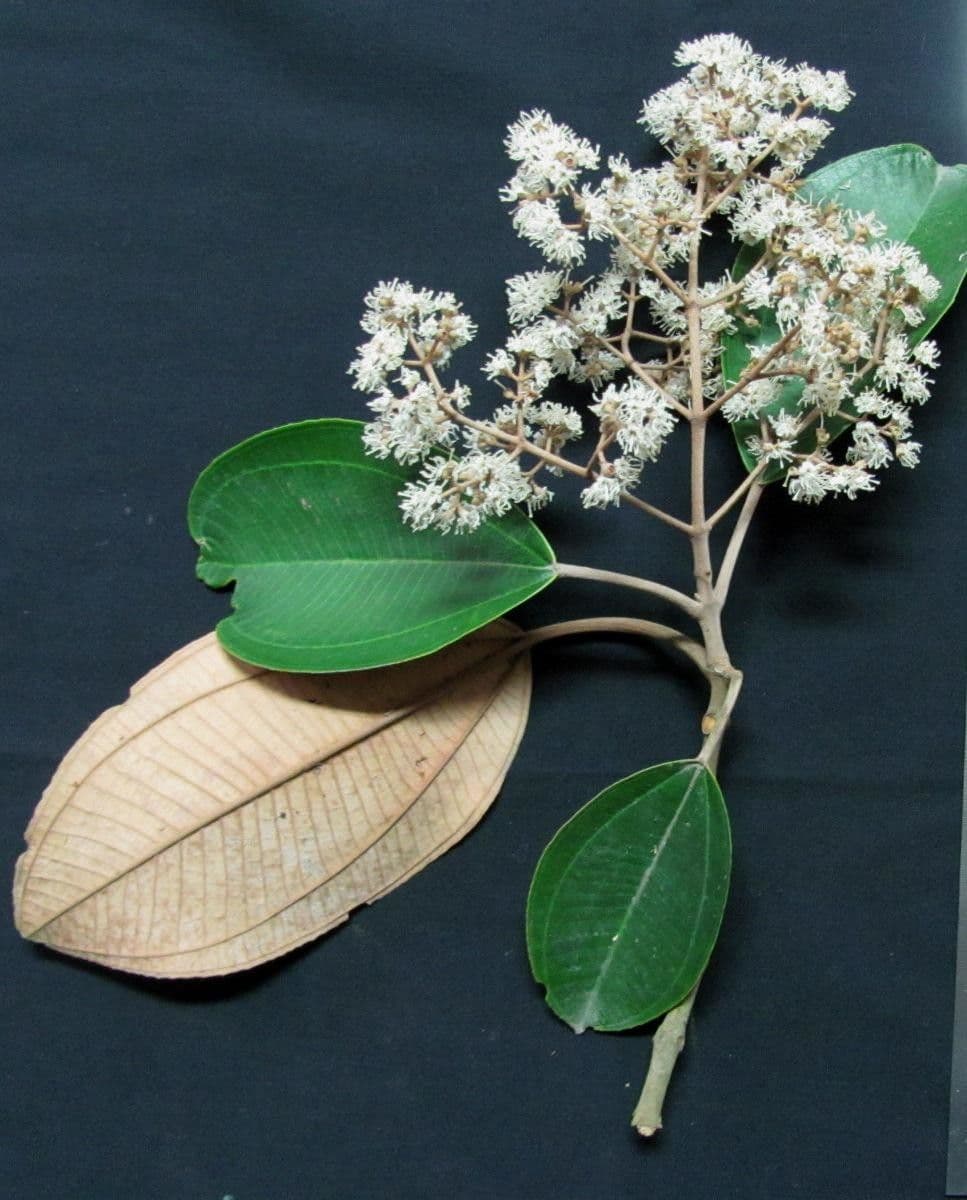Miconia 16