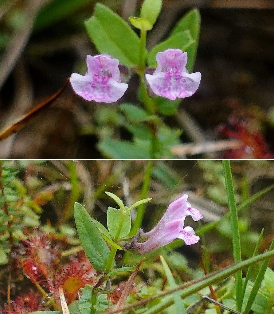 Scutellaria minore 5
