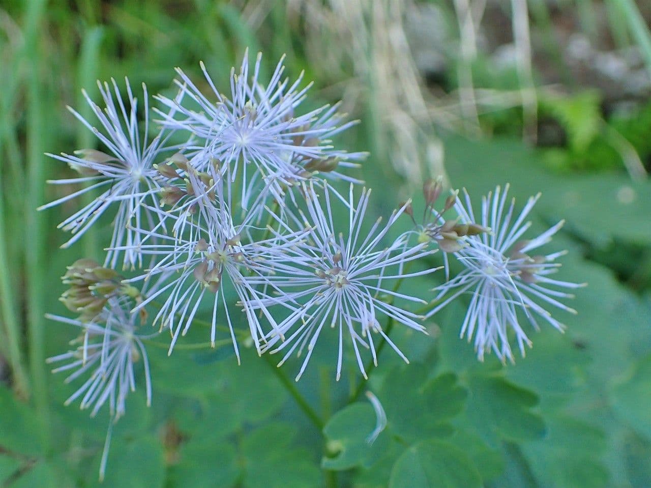 Akeleiblättrige Wiesenraute