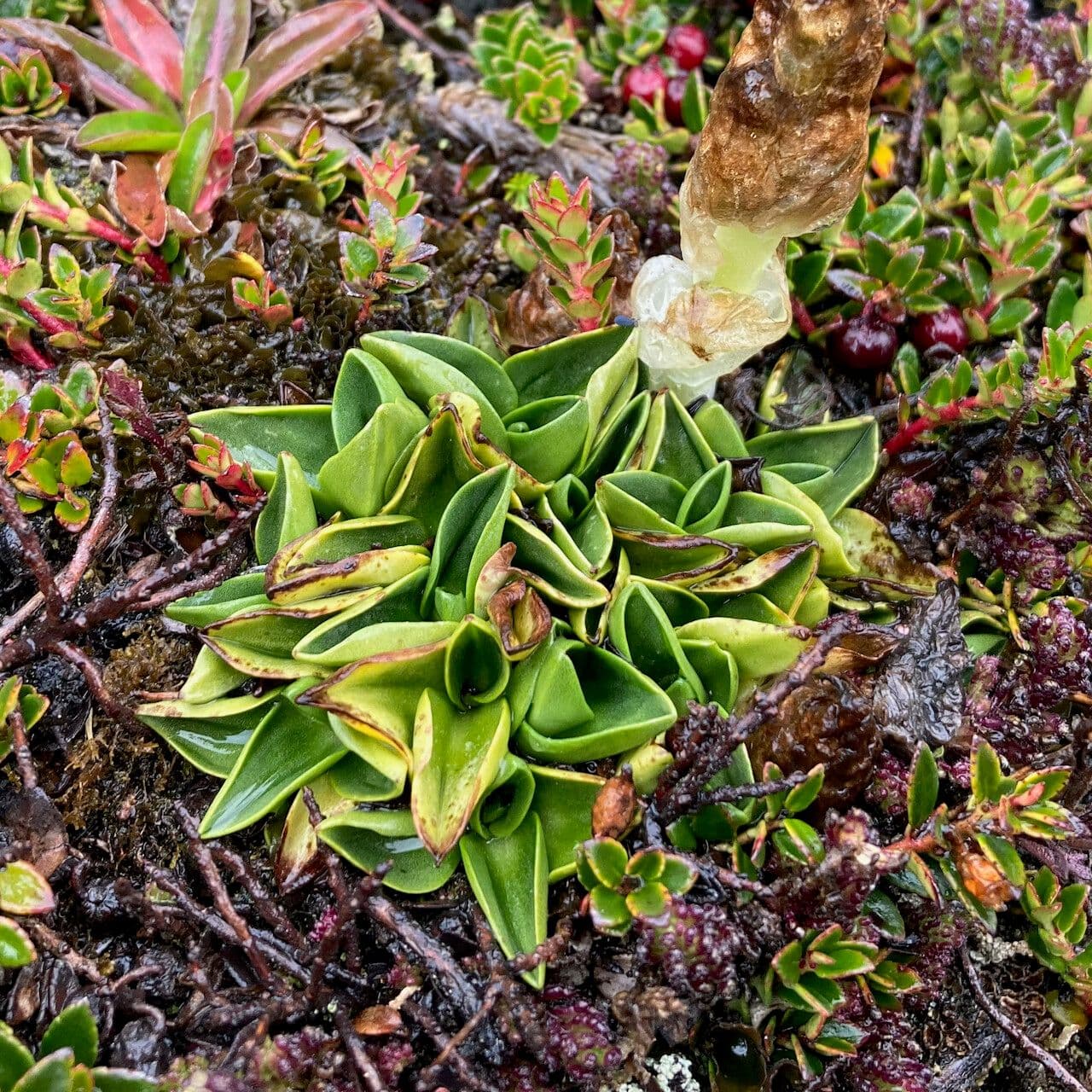 Myrosmodes 2