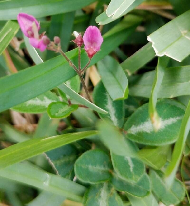 Desmodium uncinatum 3