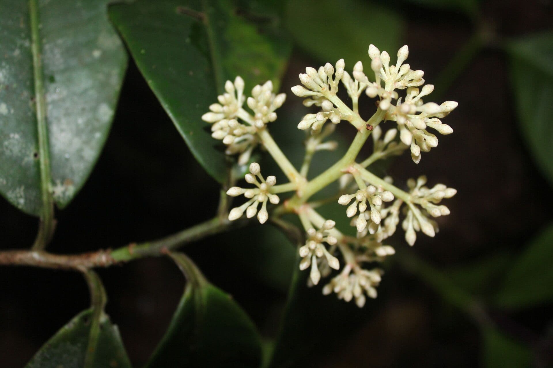 Ardisia 2