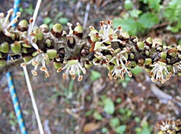Burretiokentia 2