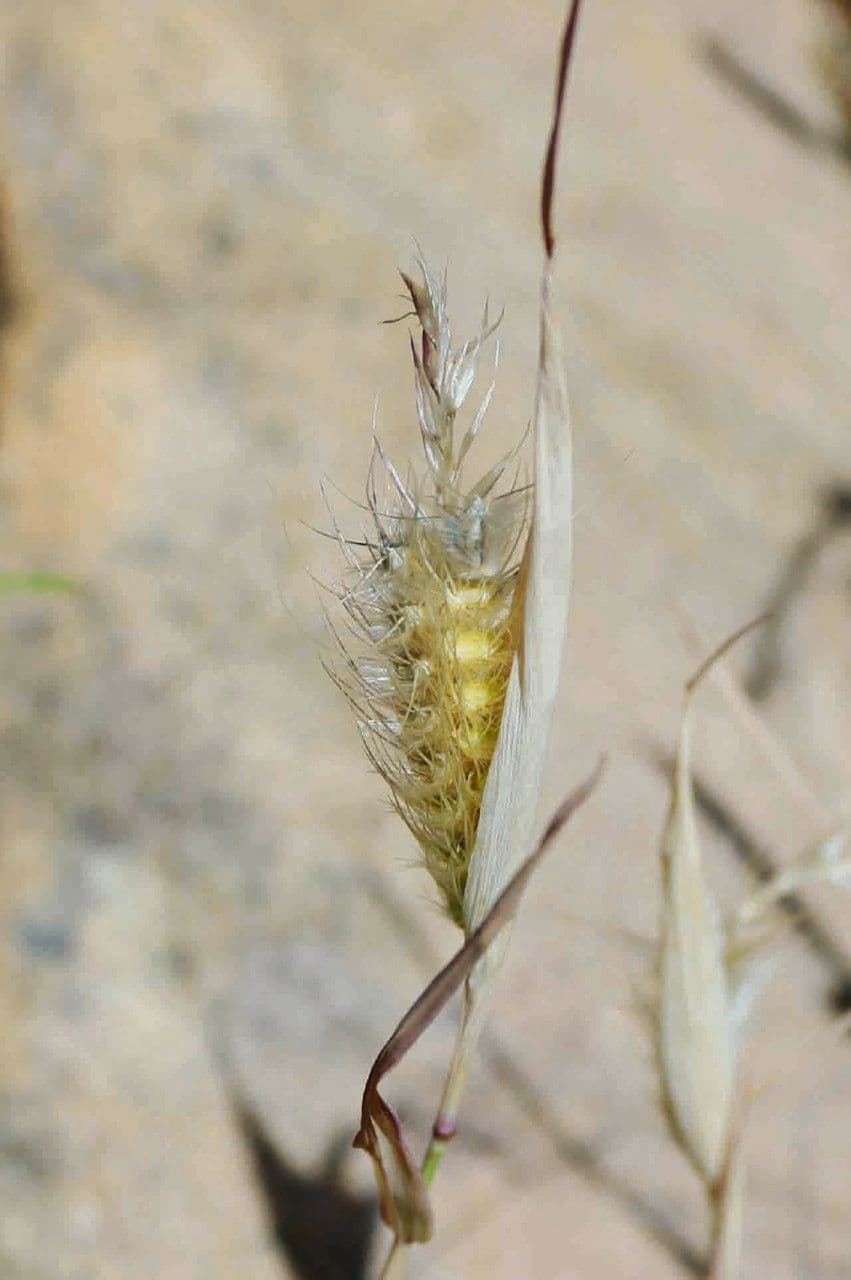 Tetrapogon 2