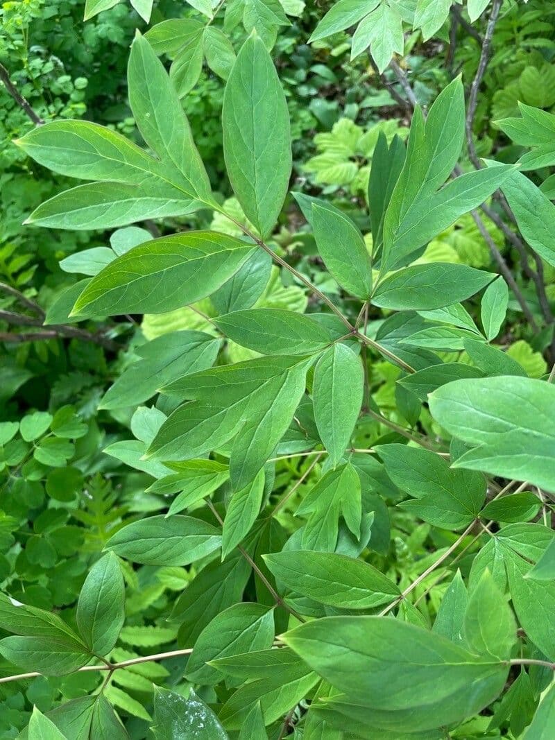 Peonia 7