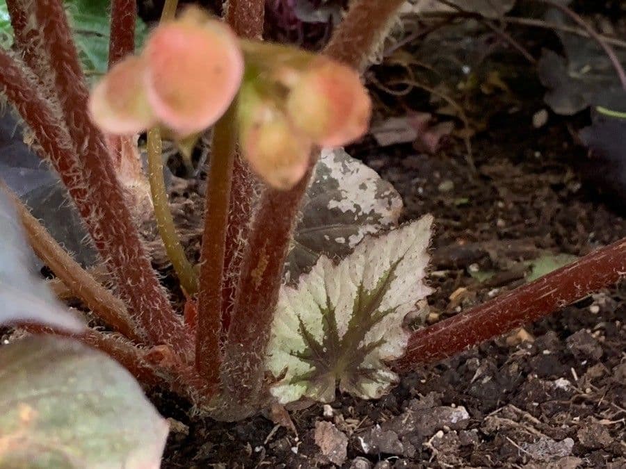 Begonia rex