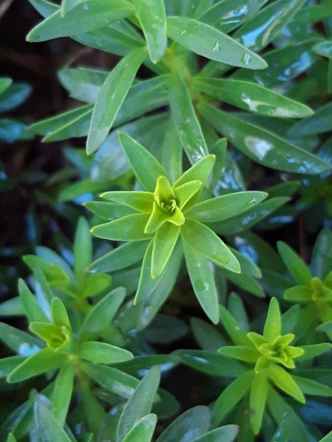 Iberka okolíkatá 19