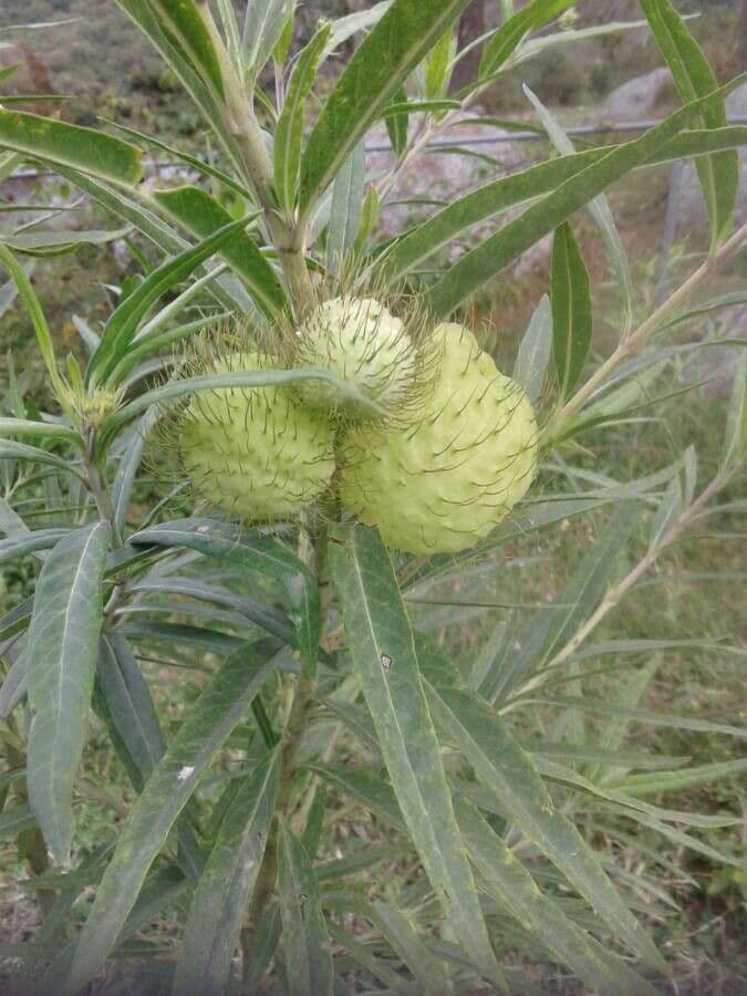 Gomphocarpus 3