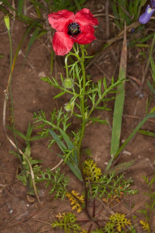 Bastard-Mohn 16