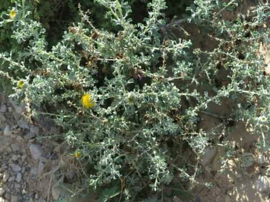Anvillea 7