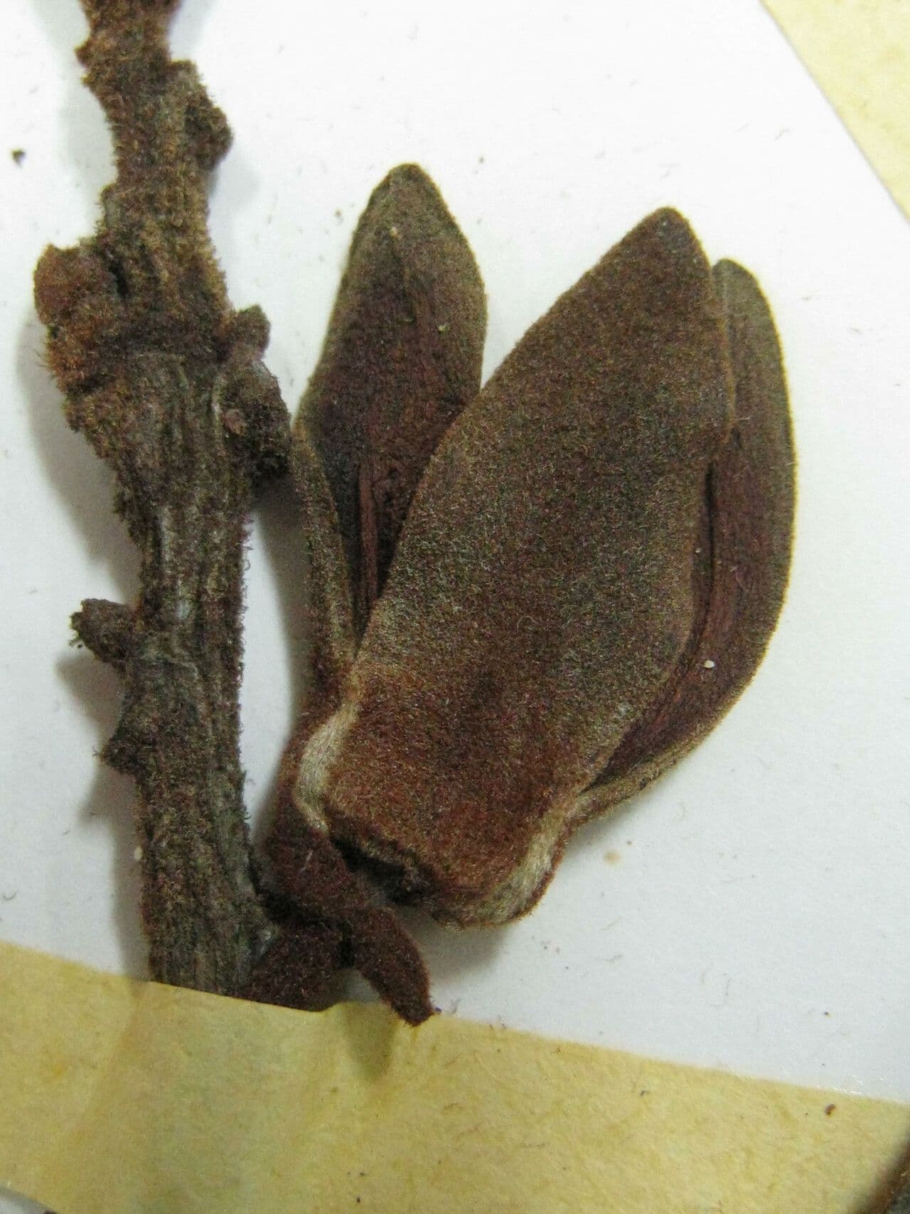 Ambotay 8