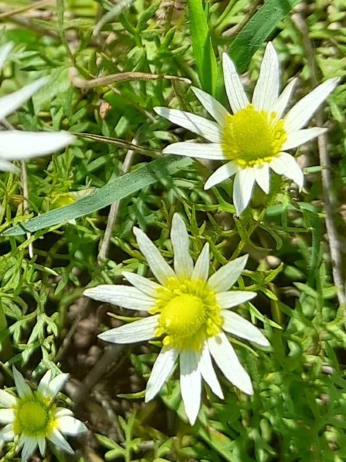 Süße Anemone 5
