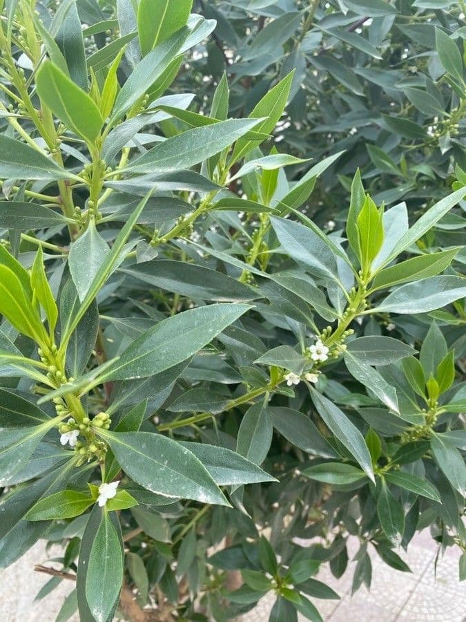 Myoporum laetum 10