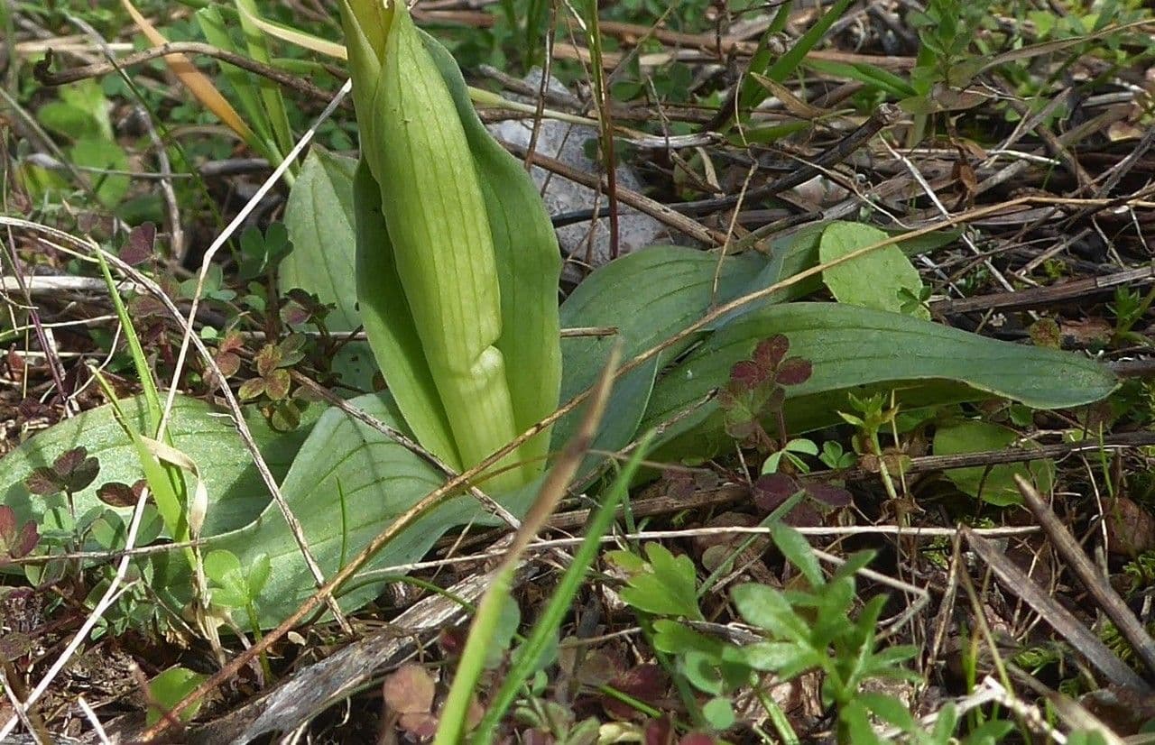 Storczyk 13