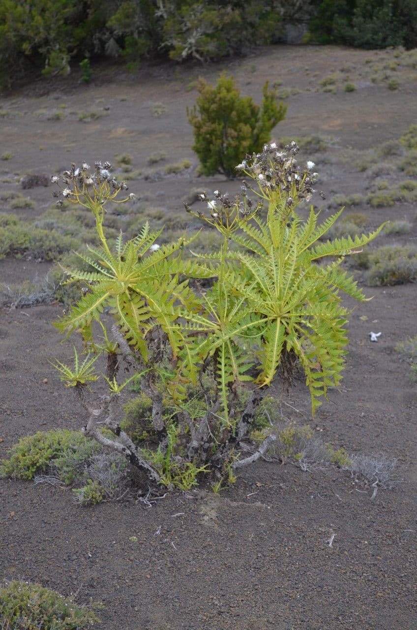 Sonchus gandogeri 4