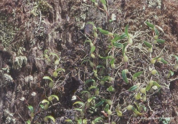 Bulbophyllum 8