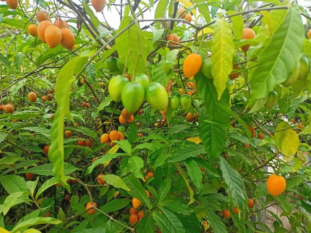 Iboga 2