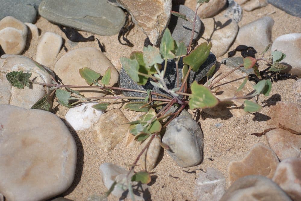 Atriplex glabriuscula 15