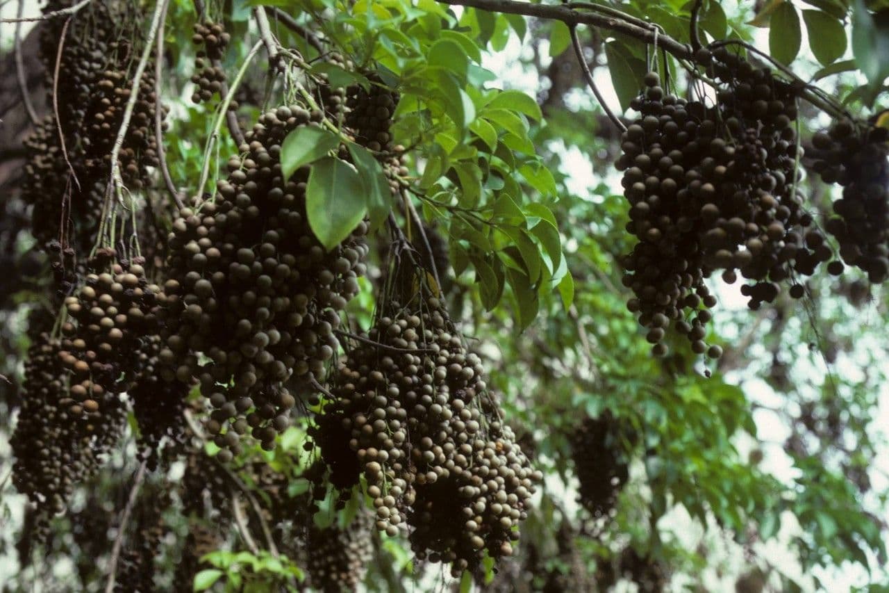 Bischofia javanica 2