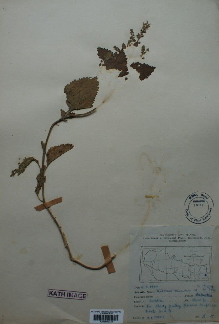 Teucrium viscidum 2