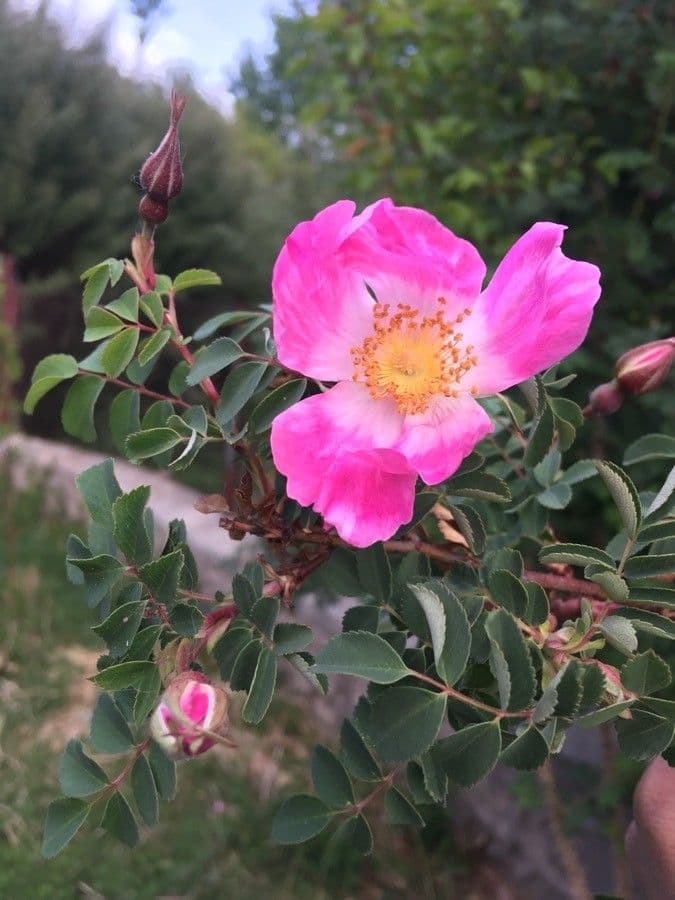 Rosa 2