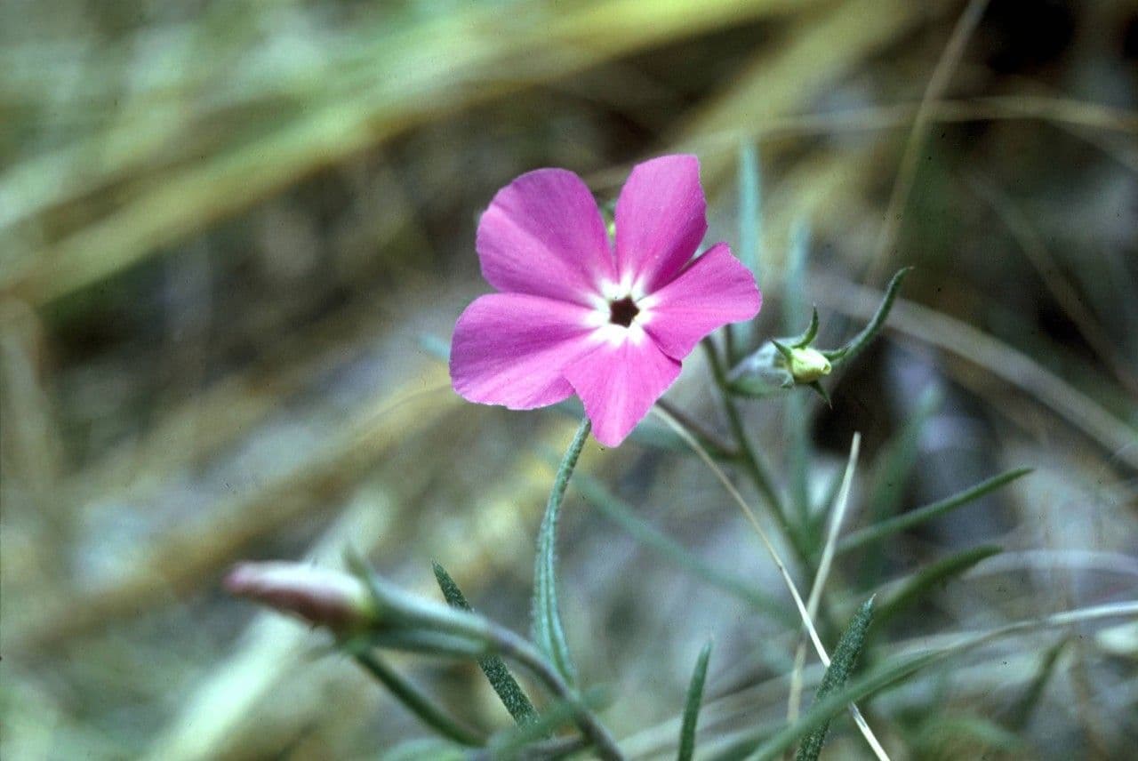 Flogosis