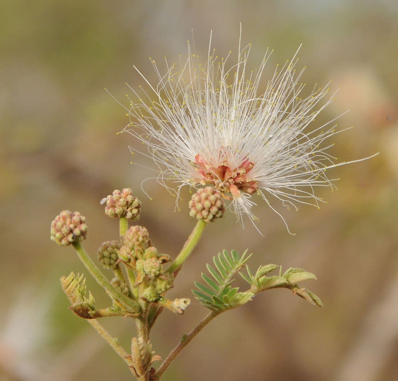 Albizia 10