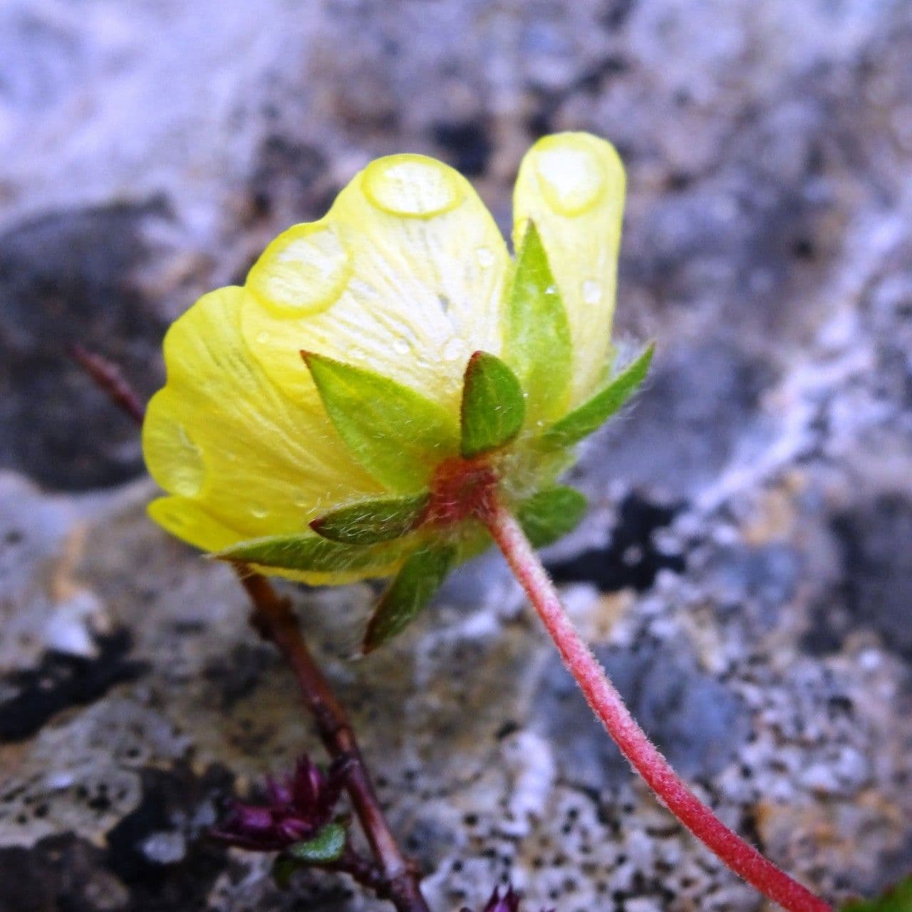 Potentilla pyrenaica 5