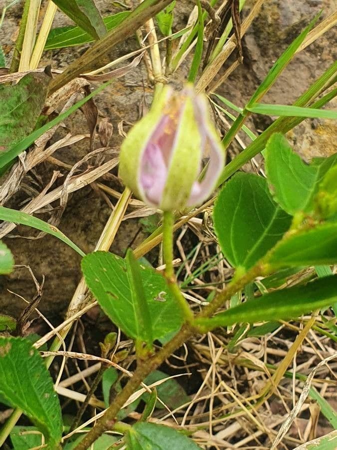 Grewia 5