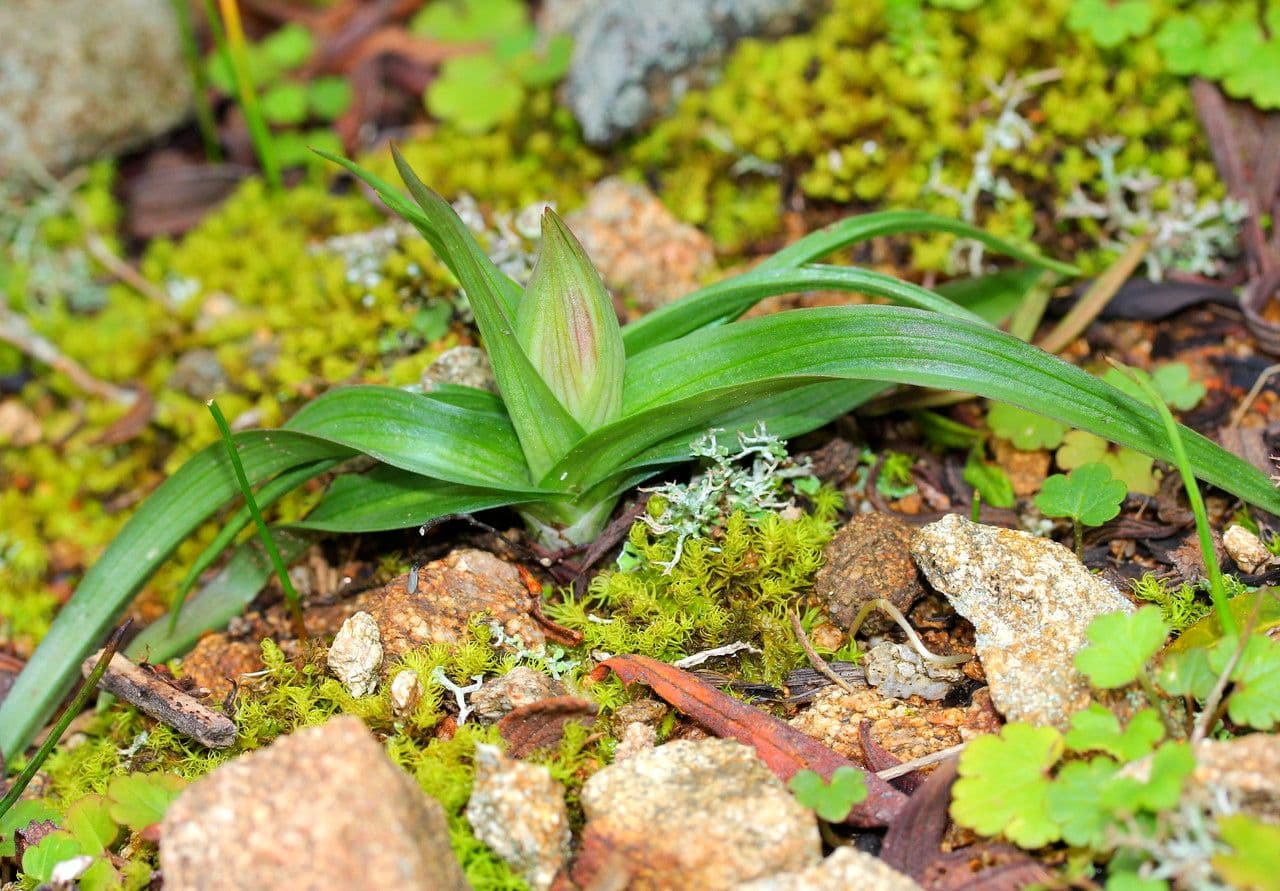 Serapias neglecta 14