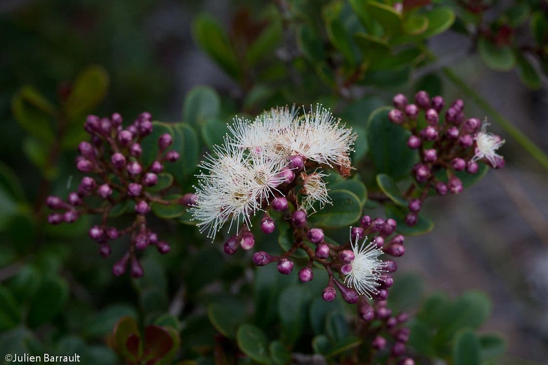 Syzygium 8