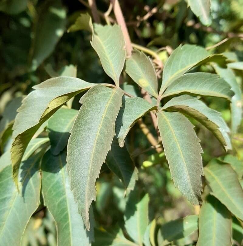 Serjania 3