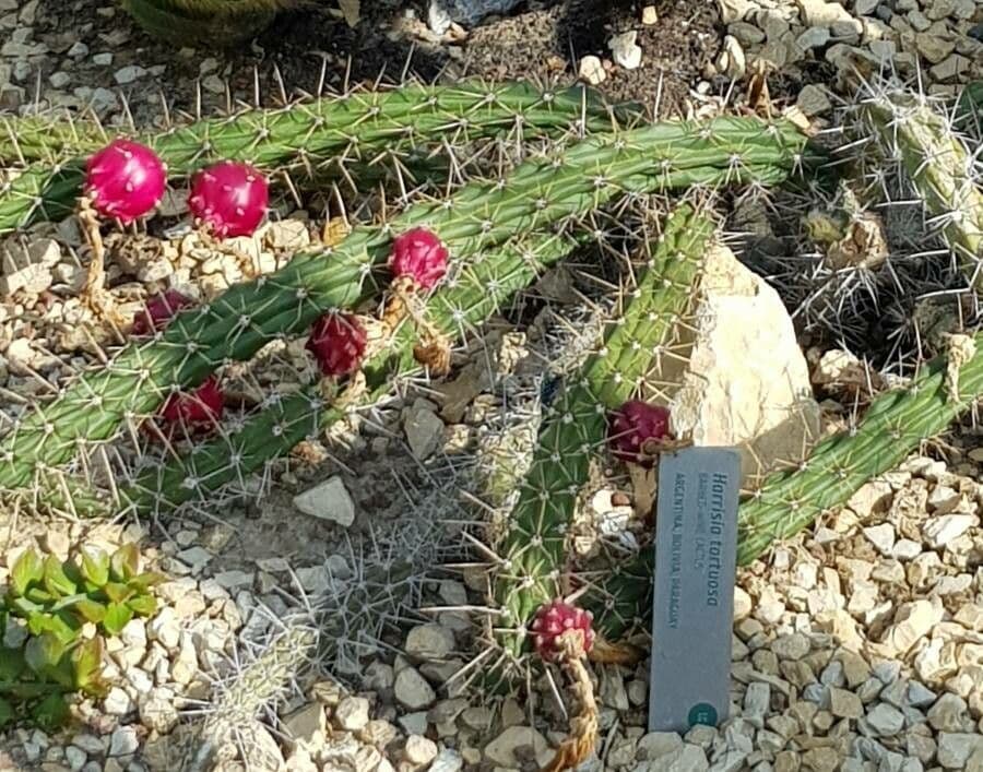 Cactus di Harris 3