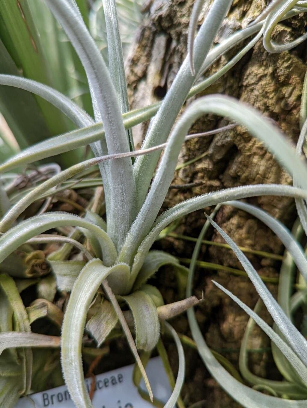Tillandsia 10