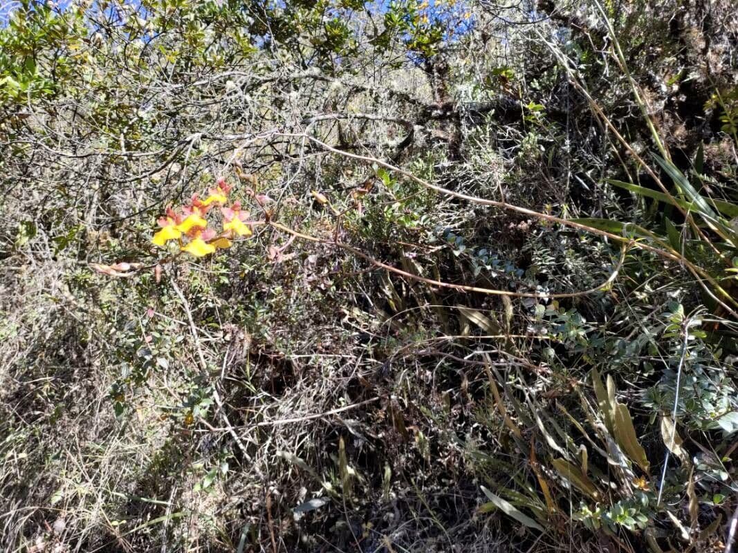 Cyrtochilum 2
