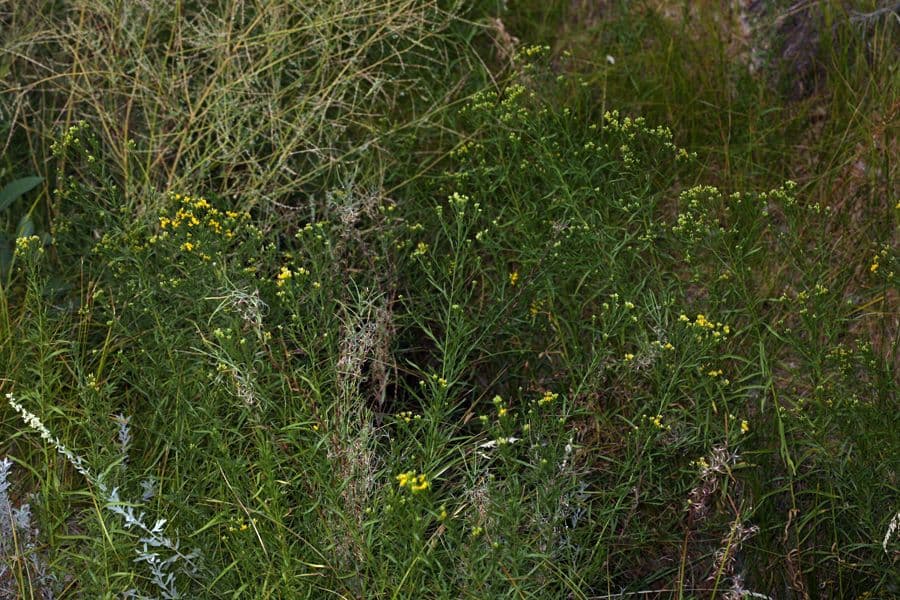 Solidago occidentale 9