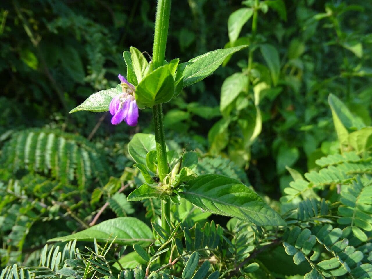 Akanthius diplopteroidny 16