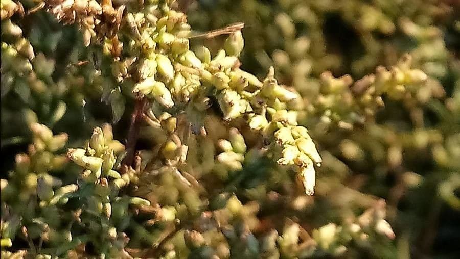 Field sagewort 6