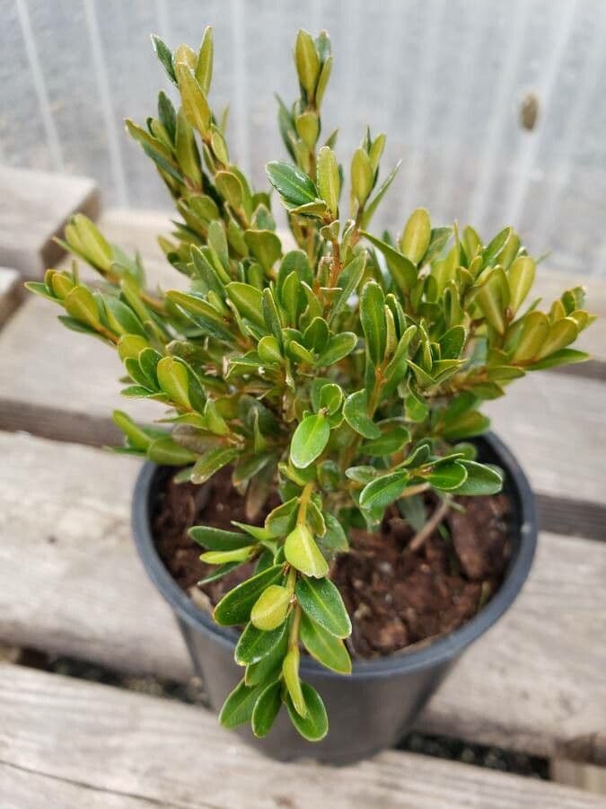Chinesischer Buchsbaum
