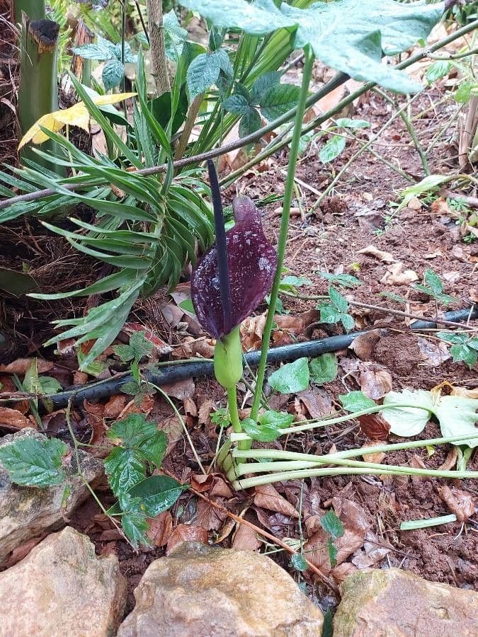 Arum 2