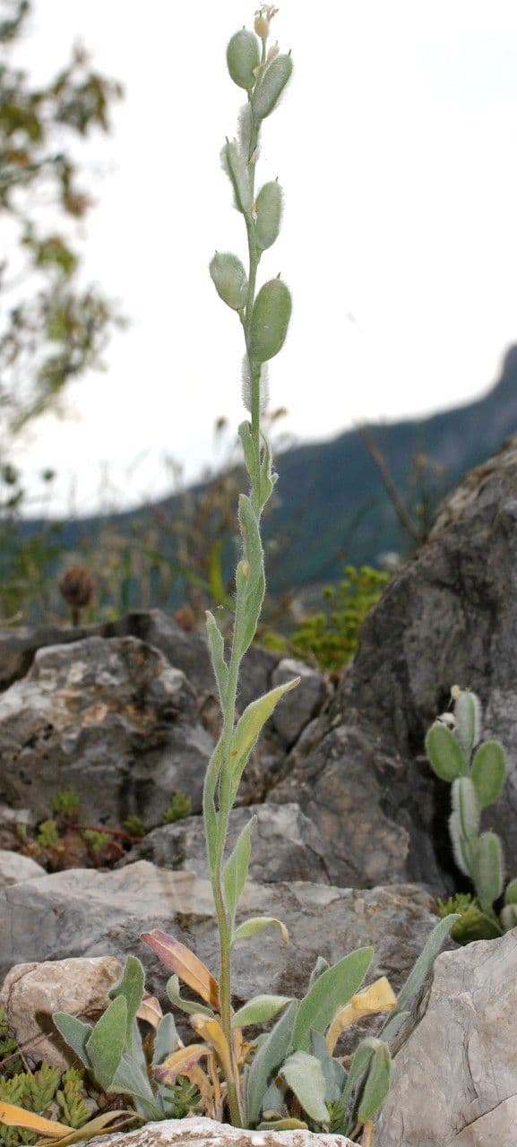 Fibigia clypeata 21