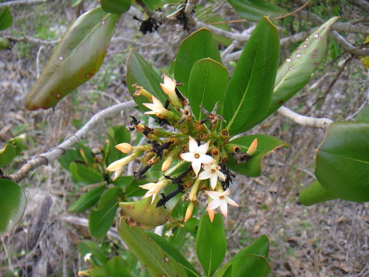 Casasia clusiifolia 4