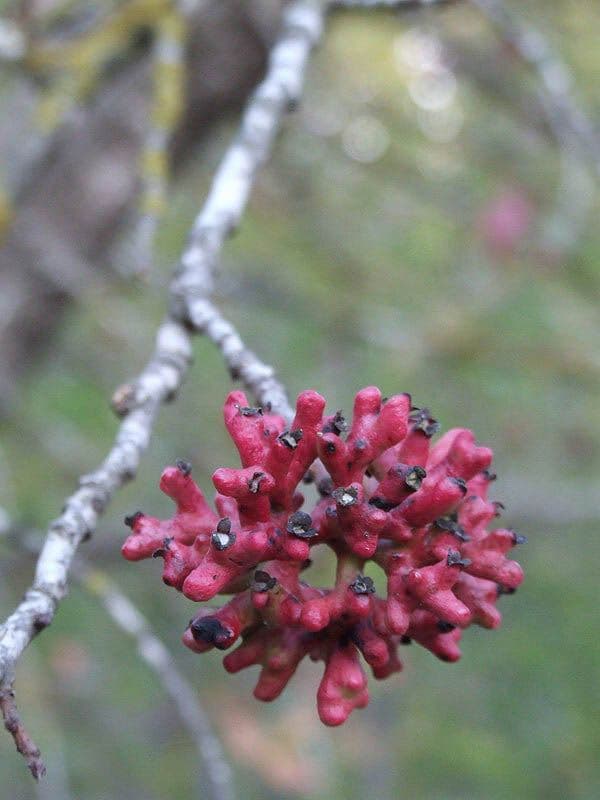 Pistacia 3