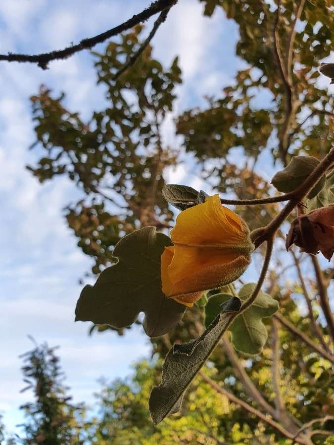 Fremontodendron 7